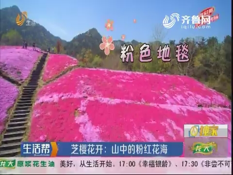 【烟台】芝樱花开：山中的粉红花海