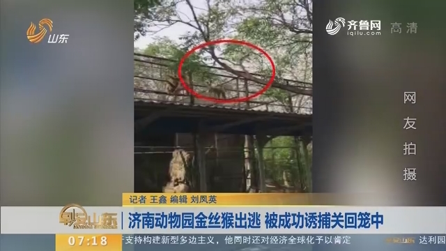 【闪电新闻排行榜】济南动物园金丝猴出逃 被成功诱捕关回笼中
