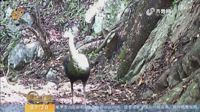 云南红河：红外摄像机拍摄到濒危绿孔雀影像