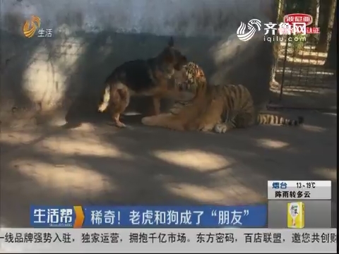 稀奇！老虎和狗成了“朋友”