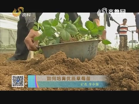 如何培育优质草莓苗