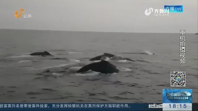 蓬莱长岛海域出现鲸鱼群 再现古时龙兵过境奇景