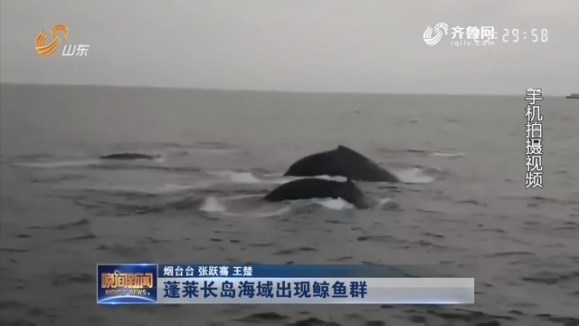 蓬莱长岛海域出现鲸鱼群