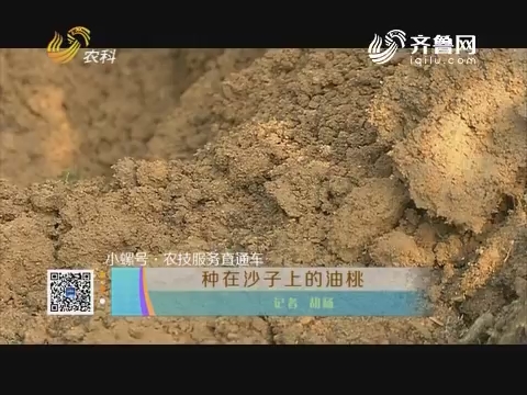 【小螺号·农技服务直通车】种在沙子上的油桃