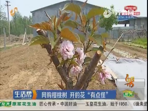 潍坊：网购樱桃树 开的花“有点怪”