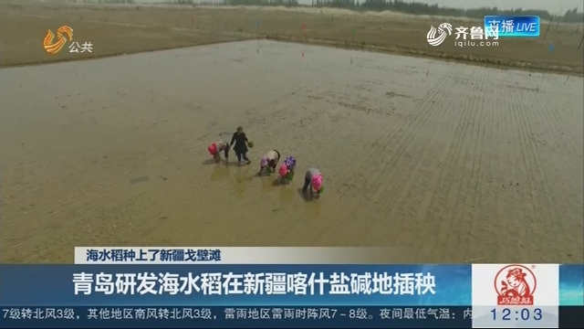 海水稻种上了新疆戈壁滩：青岛研发海水稻在新疆喀什盐碱地插秧