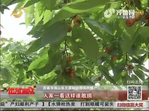 济南：寒潮加降雨 南山樱桃近乎绝产