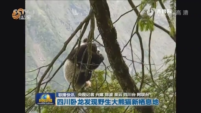 联播快讯：四川卧龙发现野生大熊猫新栖息地