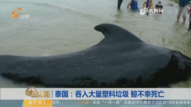 【昨夜今晨】泰国：吞入大量塑料垃圾 鲸不幸死亡