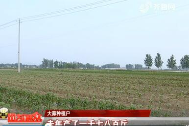 【乡村振兴 齐鲁样板】金乡：海尔种大蒜 传统农田变身“互联工厂”