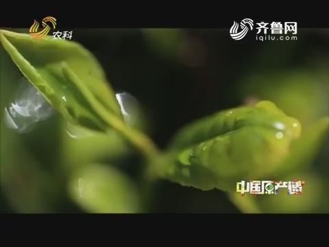 20180617《中国原产递》：日照绿茶