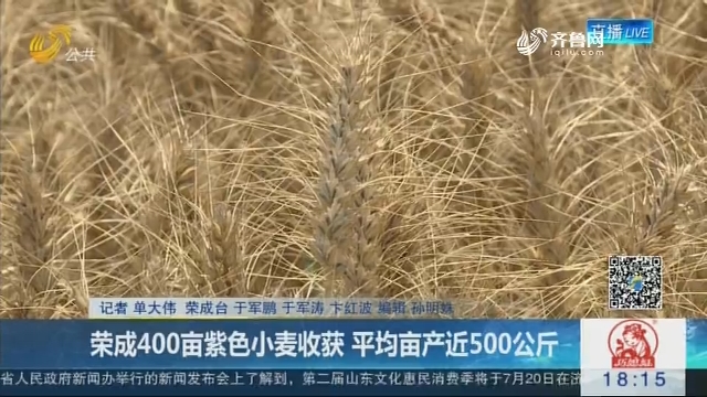 荣成400亩紫色小麦收获 平均亩产近500公斤