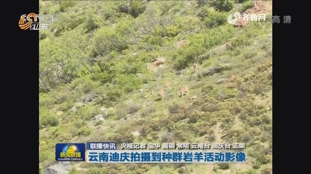 联播快讯：云南迪庆拍摄到种群岩羊活动影像
