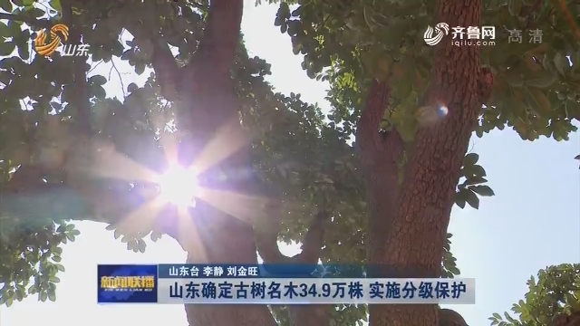 【权威发布】山东确定古树名木34.9万株 实施分级保护