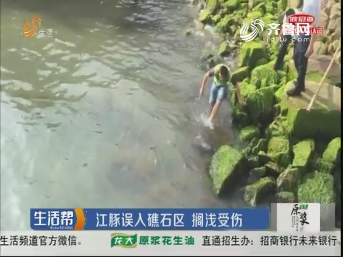 威海：江豚误入礁石区 搁浅受伤