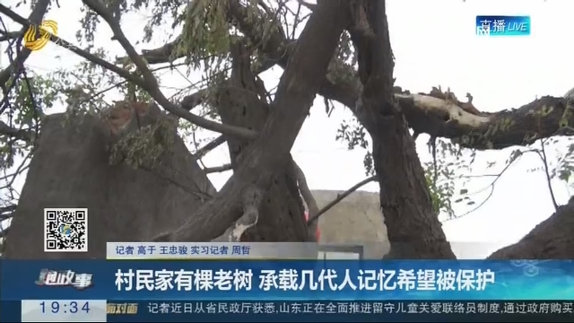 【跑政事】村民家有棵老树 承载几代人记忆希望被保护