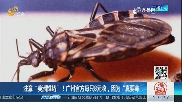 【闪电新闻客户端】注意“美洲锥蝽”！广州官方每只8元收，因为“真要命”
