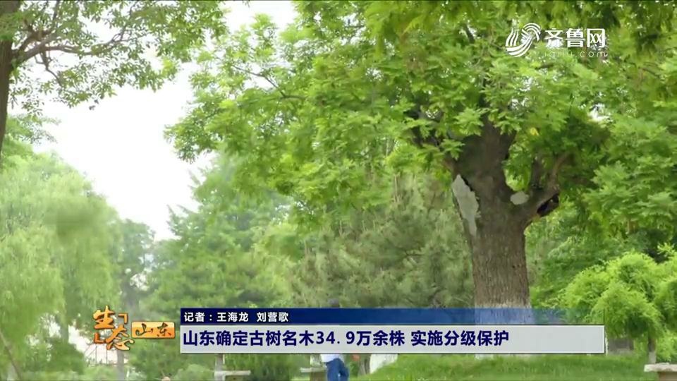 山东确定古树名木34.9万余株 实施分级保护