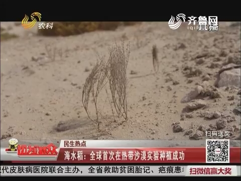 【民生热点】海水稻：全球首次在热带沙漠实验种植成功