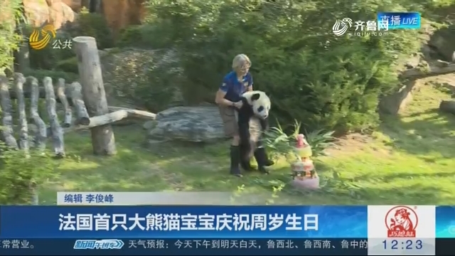 法国首只大熊猫宝宝庆祝周岁生日