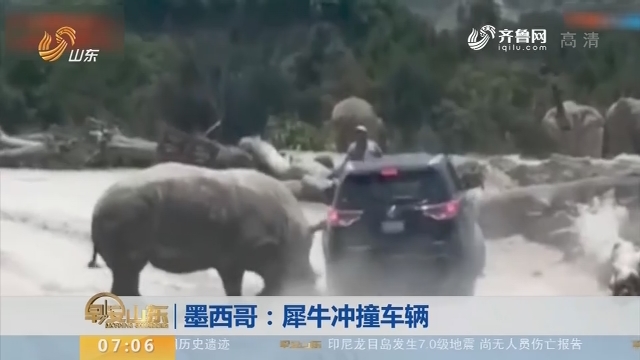 墨西哥：犀牛冲撞车辆