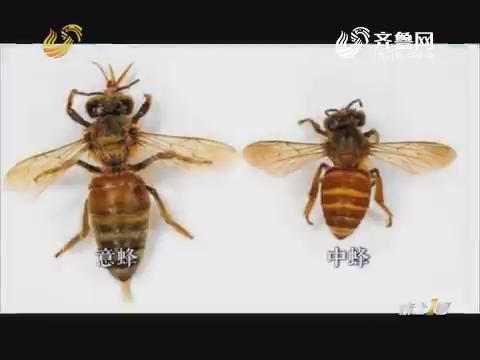 山东省已有4万多群中华蜜蜂