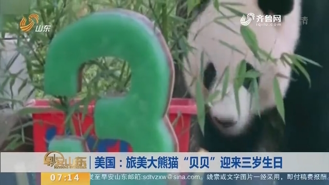 美国：旅美大熊猫“贝贝”迎来三岁生日