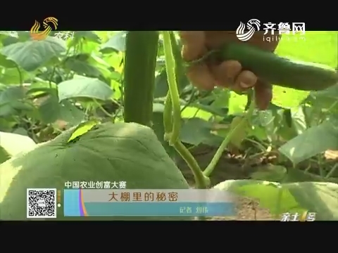 【中国农业创富大赛】大棚里的秘密