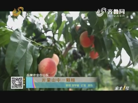 【品牌农业在山东】沂蒙山中一颗桃