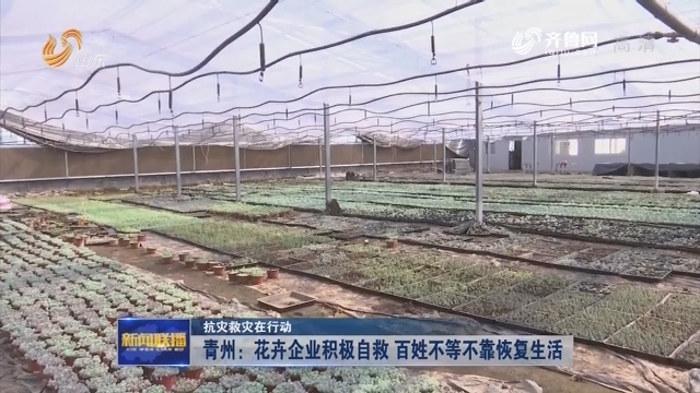 【抗灾救灾在行动】青州：花卉企业积极自救 百姓不等不靠恢复生活