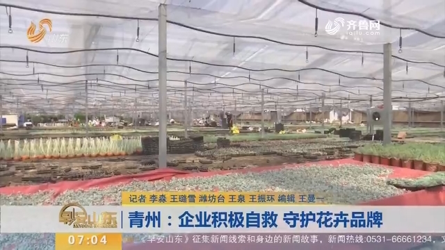 青州：企业积极自救 守护花卉品牌