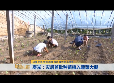 寿光：灾后首批种苗植入蔬菜大棚