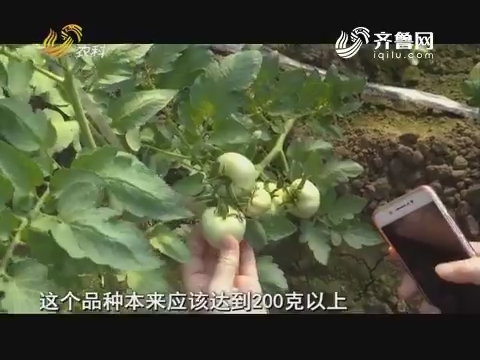 【农科大户俱乐部】西红柿死棵、果子长不大该怎么办？