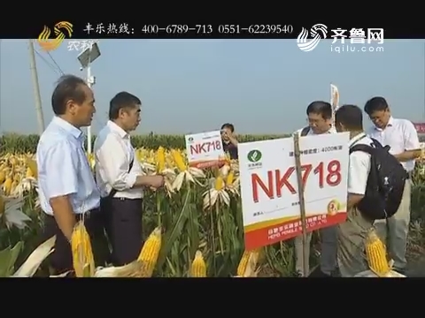 高产高抗玉米——NK718