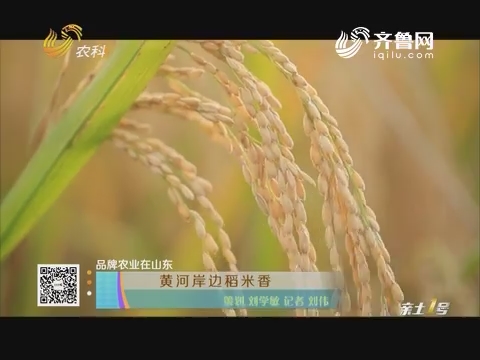 【品牌农业在山东】黄河岸边稻米香