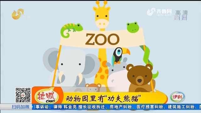 济南：动物园里有“功夫熊猫”