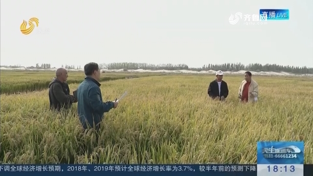 欣喜！喀什海水稻实际亩产549.3公斤