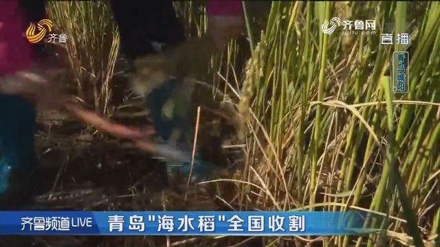 青岛“海水稻”全国收割