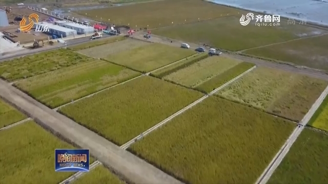 青岛“海水稻”测产揭晓 平均亩产261.39公斤