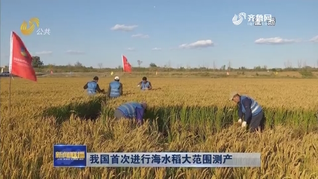 我国首次进行海水稻大范围测产