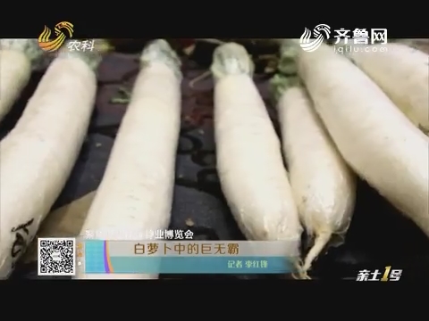 聚焦天津国际种业博览会：白萝卜中的巨无霸