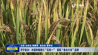 济宁鱼台：水稻种植推行“五统一”  重振“鱼台大米”品牌