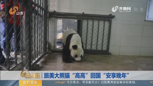 【昨夜今晨】旅美大熊猫“高高”回国“安享晚年”