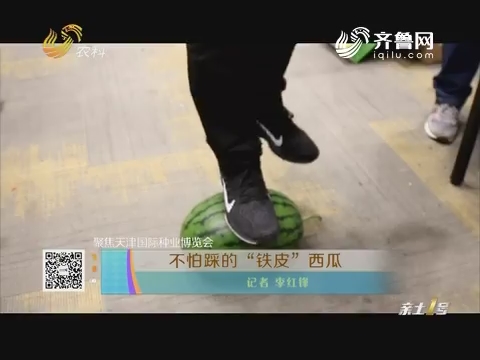 【聚焦天津国际种业博览会】不怕踩的“铁皮”西瓜