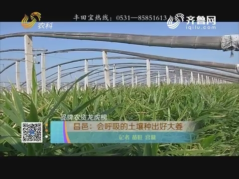 【品牌农资龙虎榜】昌邑：会呼吸的土壤种出好大姜
