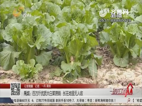 【记者跑腿】禹城：百万斤优质大白菜滞销 长在地里无人收