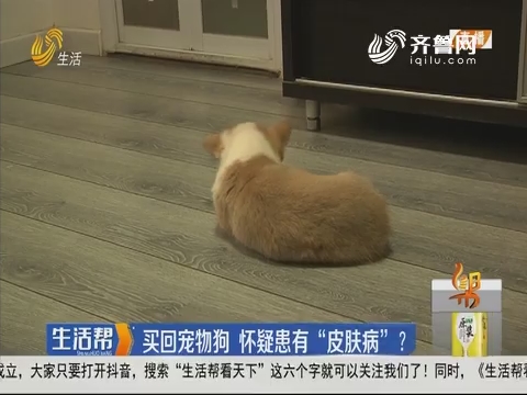 济南：买回宠物狗 怀疑患有“皮肤病”？