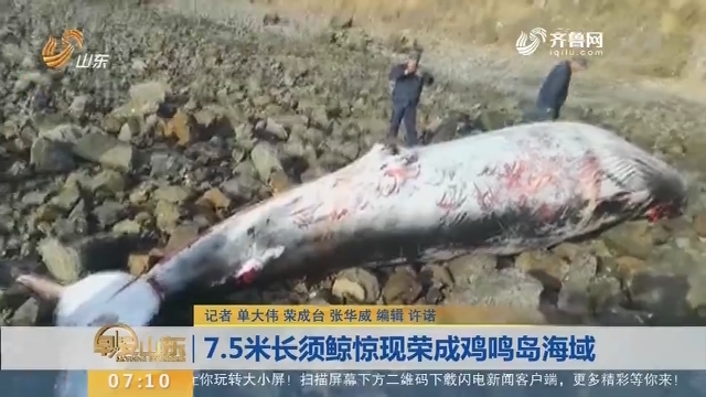 【闪电新闻排行榜】7.5米长须鲸惊现荣成鸡鸣岛海域