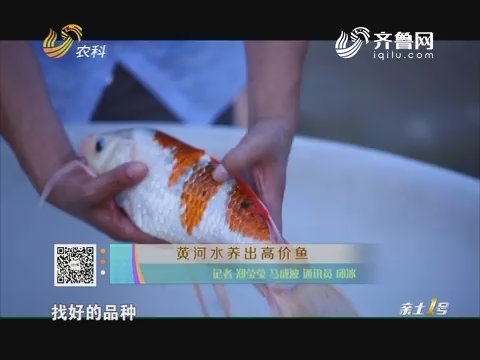 黄河水养出高价鱼
