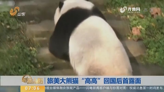 【昨夜今晨】旅美大熊猫“高高”回国后首露面